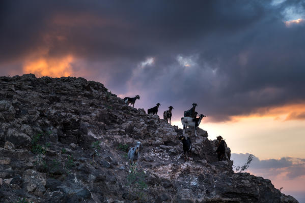 Goats on the mountain, Lanzarote, Canary island, Spain, Europe