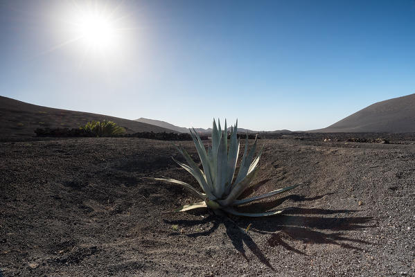 Aloe vera in Timanfaya National Park, Lanzarote, Canary island, Spain, Europe