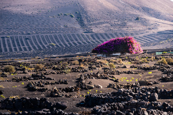 Small wine factory called Bodegas where you can taste typical wine grow up on the lava fields, Lanzarote, Canary island, Spain, Europe