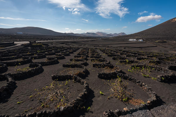 Grapevine in lava fields, Lanzarote, Canary island, Spain, Europe