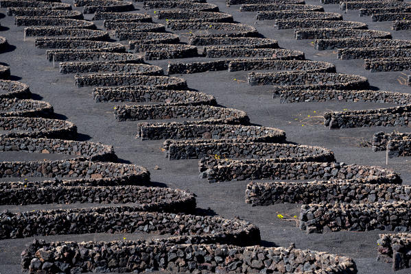 Grapevine in lava fields, Lanzarote, Canary island, Spain, Europe