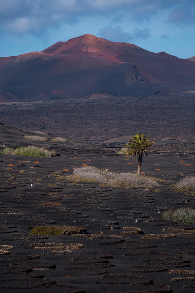 Grapevine in lava fields, Lanzarote, Canary island, Spain, Europe