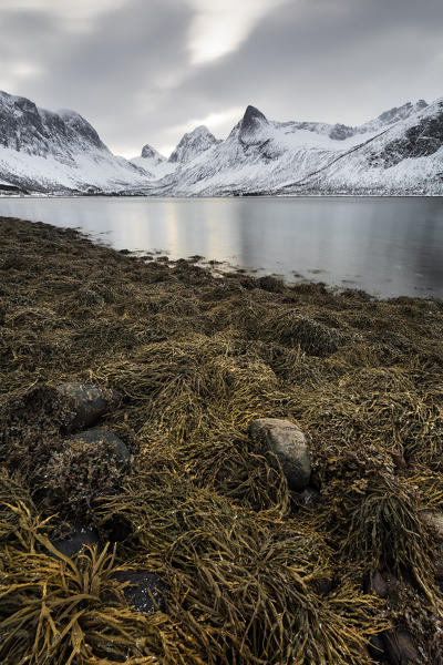 low tide in cold winter morning in Bergsfjorden, Senja, Northern Norway, Europe.