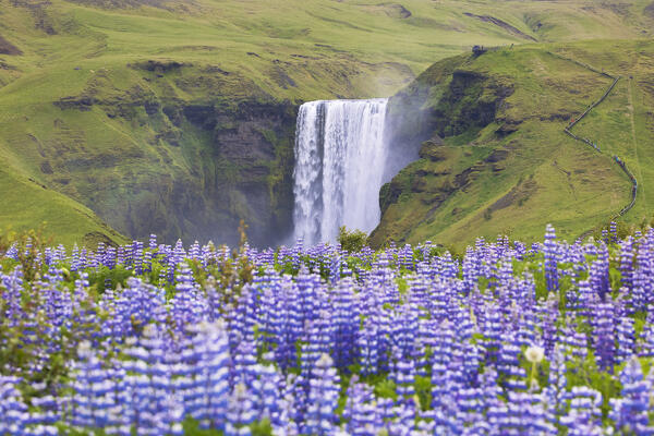 Lupins wrap the green meadows around the Skogafoss waterfall, Sudurland, Iceland, Europe