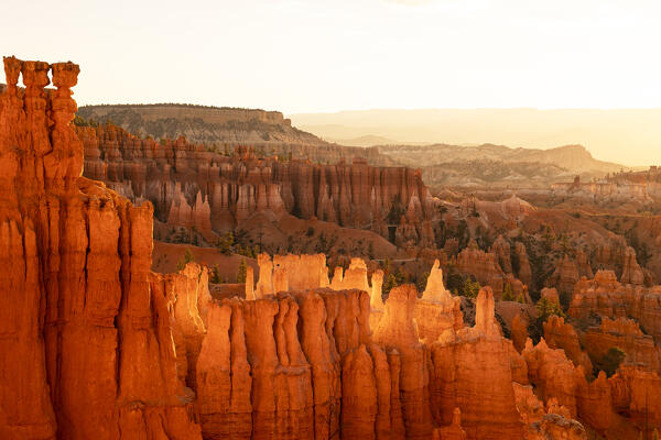 the sunlight envelope the canyons of Bryce Canyon National Park during a summer sunrise, Utah, United States of America