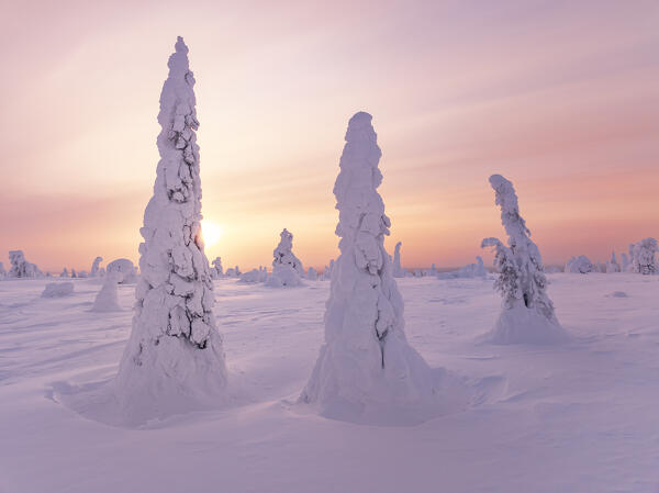 magical arctic light envelops the beautiful snow-covered trees in Riisitunturi national park during a cold winter day, Riisitunturi, Posio, Finland, Europe