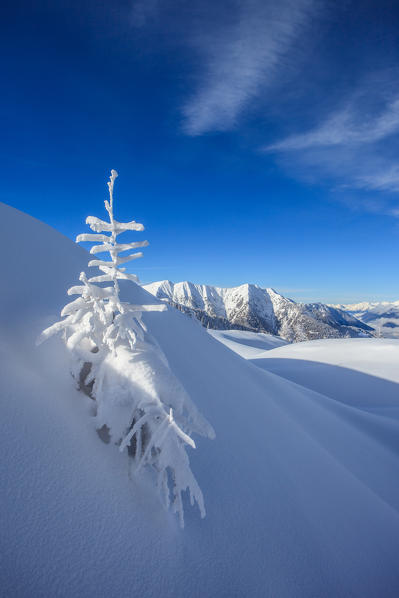 Snowy larch  on the Meriggio peak, Orobie alps, Lombardy, Italy, Europe
