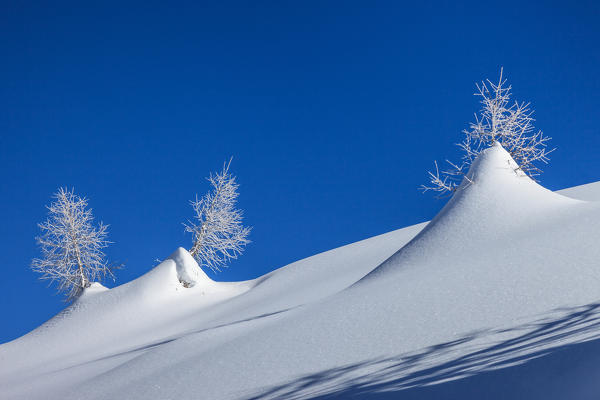 Tree snowy at Orobie alps, Lombardy, Italy