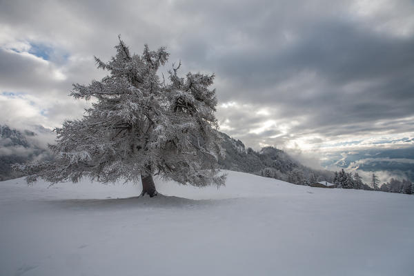 Tree snowy at Granda alp, Retiche alps, Lombardy, Italy