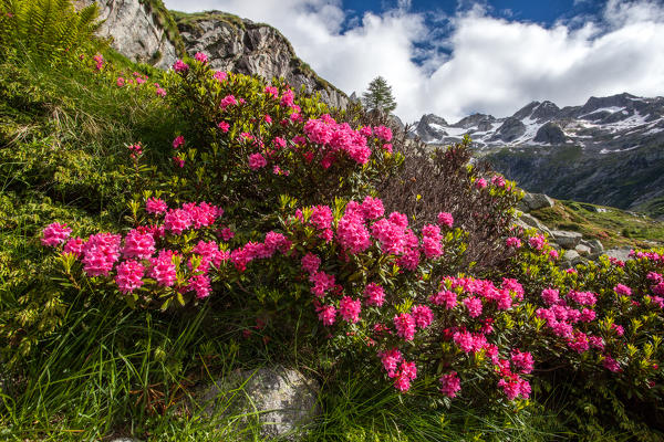 Valtellina, Masino valley, rhododendrons in Porcellizzo valley, lombardy, Italy