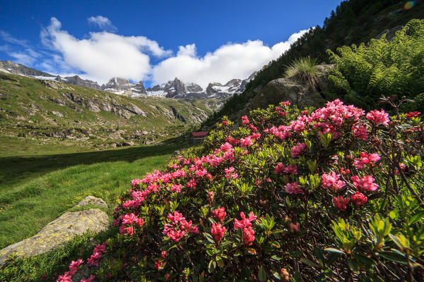 Rhododendrons in Porcellizzo valley, in the background Badile peak and Cengalo peak, Masino valley, Valtellina, Lombardy, Italy, Europe
