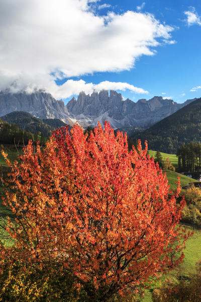 Autumn colors a Santa Magdalena in Funes valley, in the background the Odle group, Trentino Alto Adige, Italy