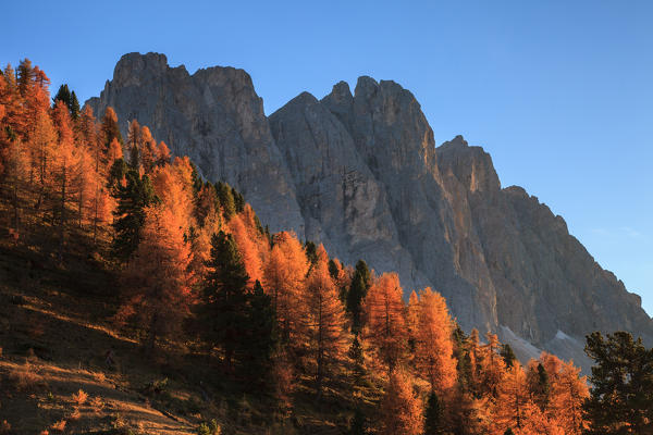 The Odle group in autumn at sunset, Funes valley, Trentino Alto Adige