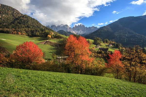 Autumn colors at Santa Magdalena in Funes valley, in the background the Odle group, Sud Tirol, Trentino Alto Adige, Italy