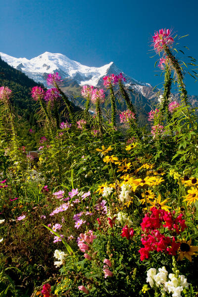 Nice flowers at Chamonix, in the background the Mont Blanc, France