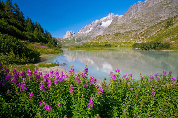 Aosta valley, flowers at Combal lake on the Veny valley, Italy