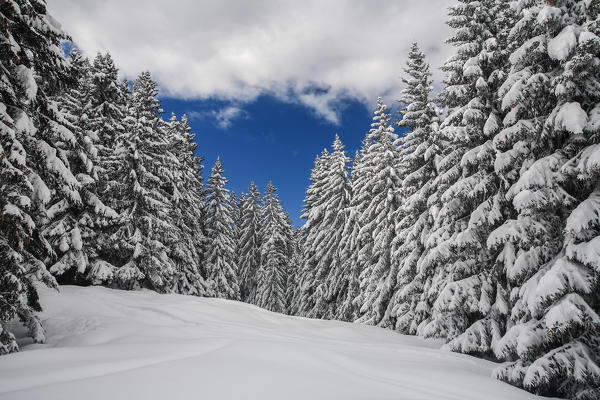 Snowy voods on the Gerola valley, Lombardy, Italy