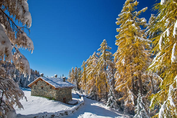 Autumn colors at Malenco valley, Lombardy, Italy