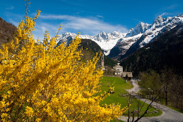 Switzerland, flowers at Soglio, in the background Sciore gruppe at Badile peak at Cengalo peak, Bregaglia valley
