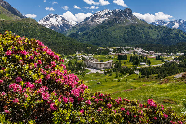 Switzerland, flowers at Maloja pass, in the background Rossi peak, Engiadin