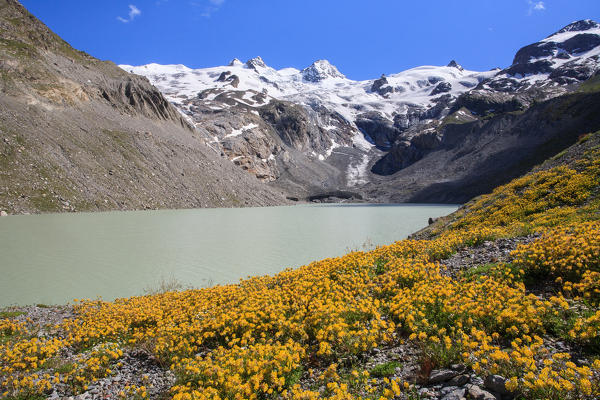 Switzerland, flowers at Roseg lake, in the background the glacier from Roseg valley