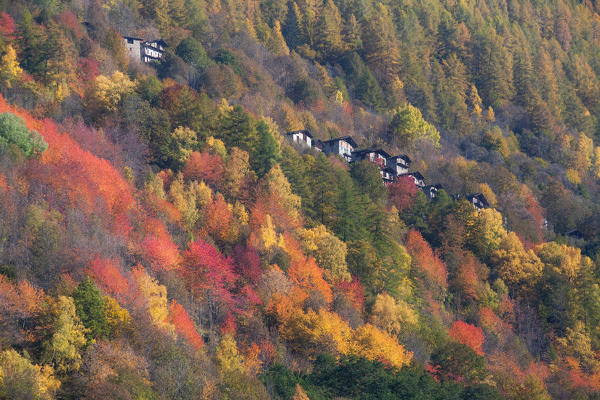 Autumn colors in Malenco valley, Lombardy, province od Sondrio, italy