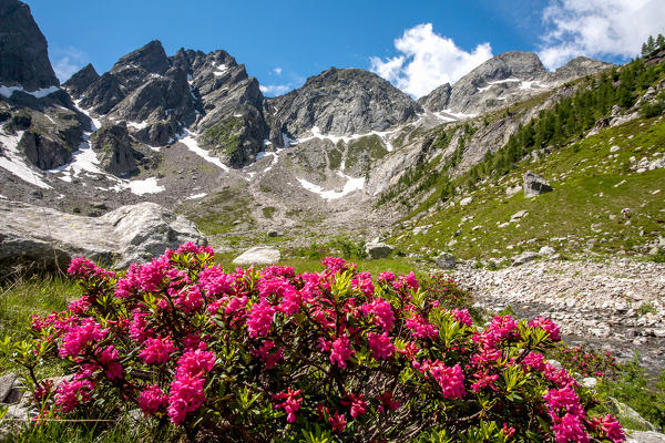 Valtellina, Bodengo valley, flowers from the Garzelli valley, Lombardy, Italy