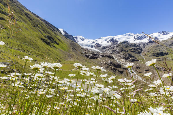 Lombardy, Italy, flowers at Forni valley, in the background, San Matteo peak and Forni glacier