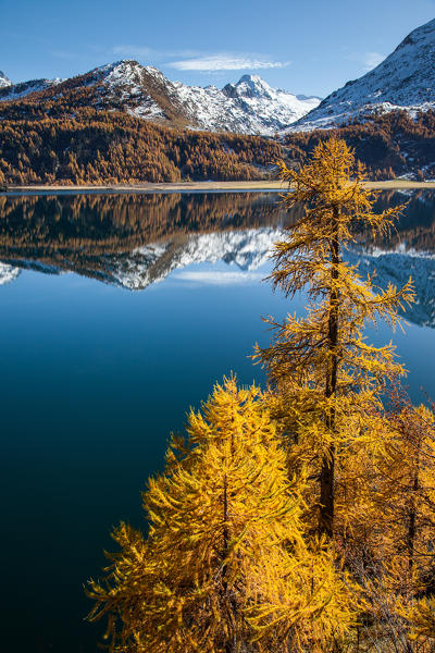Europe, Switzerland, autumn at Sils lake , Engiadin