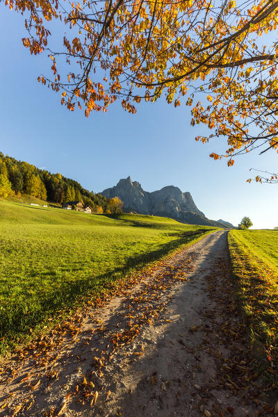 Meadows around Castelrotto with Punta Santner and Sciliar in background, Seiser Alm, Bolzano province, South Tyrol, Italy