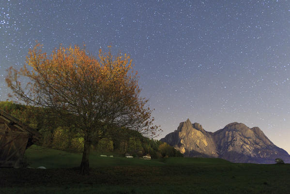 Stars on lone tree with Punta Santner and Sciliar in background, Castelrotto, Seiser Alm, Bolzano province, South Tyrol, Italy