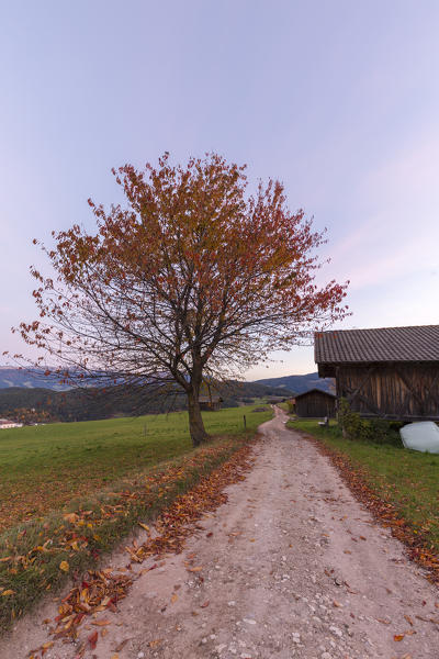 Alpine landscape during autumn, Castelrotto, Seiser Alm, Bolzano province, South Tyrol, Italy