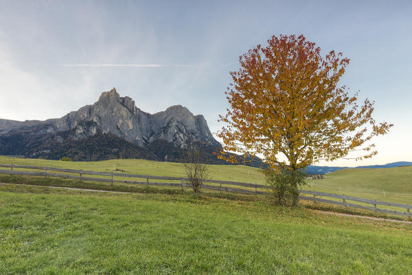 Meadows and tree during autumn, Castelrotto, Seiser Alm, Bolzano province, South Tyrol, Italy