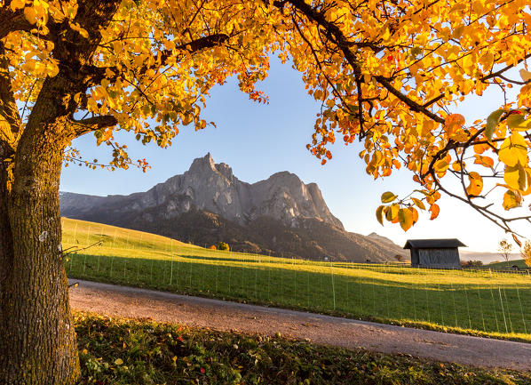 Sciliar and Punta Santner seen from meadows around Castelrotto, Seiser Alm, Bolzano province, South Tyrol, Italy