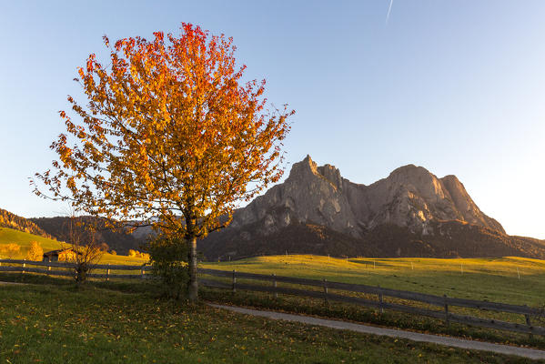 Lone tree during autumn, Castelrotto, Seiser Alm, Bolzano province, South Tyrol, Italy