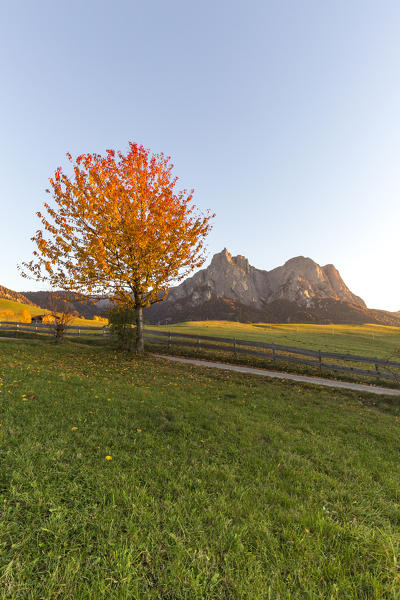 Sciliar and Punta Santner seen from meadows around Castelrotto, Seiser Alm, Bolzano province, South Tyrol, Italy