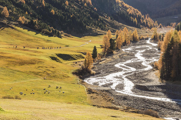 Hikers on footpath in autumn, Vallelunga, Venosta Valley, province of Bolzano, South Tyrol, Italy