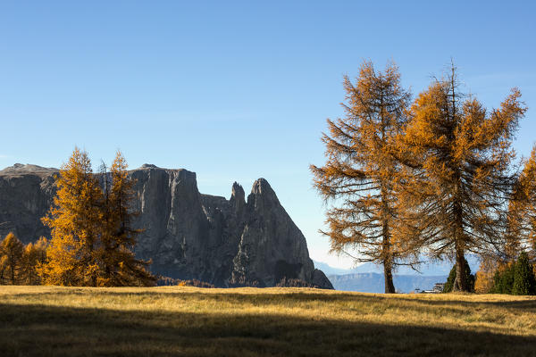 View of Santner peak and Sciliar from Alpe di Siusi/Seiser Alm during autumn, Dolomites, province of Bolzano, South Tyrol, Italy