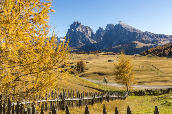 Yellow larch tree with Sassolungo and Sassopiatto in background, Alpe di Siusi/Seiser Alm, Dolomites, province of Bolzano, South Tyrol, Italy