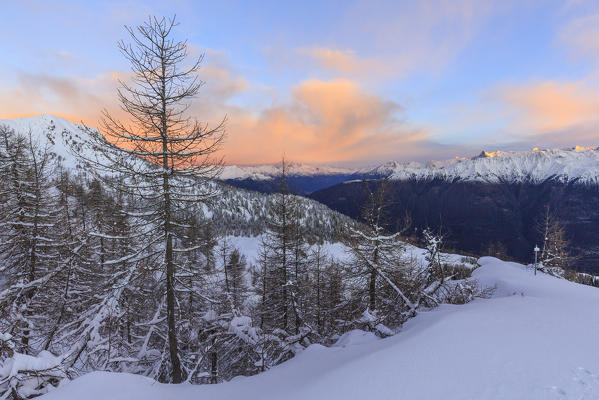 Sunrise on the snow covered trees towards Cima Rosetta, Gerola Valley, Sondrio province, Valtellina, Lombardy, Italy