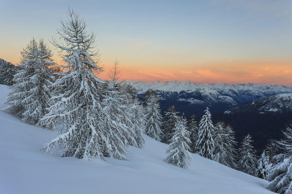 Sunrise on the snowy woods, Monte Olano, Gerola Valley, Sondrio province, Valtellina, Lombardy, Italy