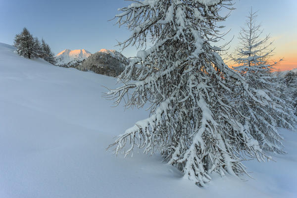 Sunrise on the snow covered trees, Monte Olano, Gerola Valley, Sondrio province, Valtellina, Lombardy, Italy
