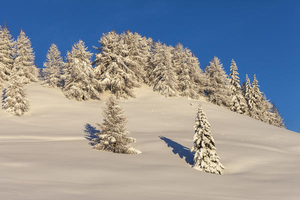 Snow capped trees, Monte Olano, Gerola Valley, Sondrio province, Valtellina, Lombardy, Italy