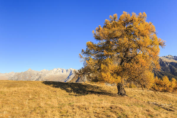 Isolated larch tree in autumn, Alpe Granda, Valtellina, province of Sondrio, Lombardy, Italy