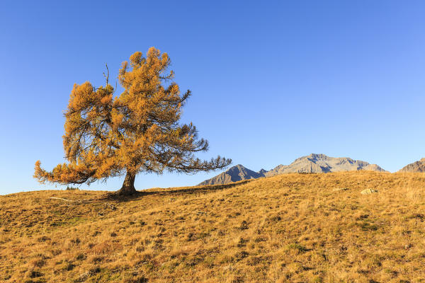 Isolated larch tree in autumn, Alpe Granda, Valtellina, province of Sondrio, Lombardy, Italy