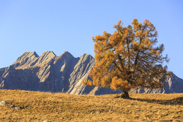 Larch tree with the rocky peaks of Masino valley on background, Alpe Granda, Valtellina, province of Sondrio, Lombardy, Italy