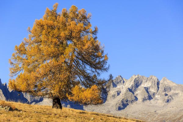 Isolated larch tree in autumn, Alpe Granda, Valtellina, province of Sondrio, Lombardy, Italy