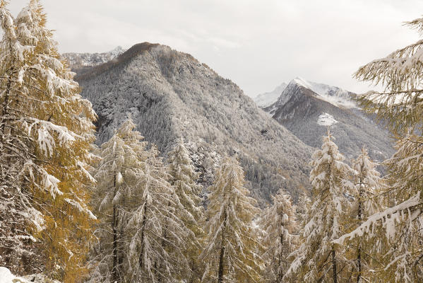 Snow covered woods during autumn, Val tartano, Valtellina, province of Sondrio, Lombardy, Italy
