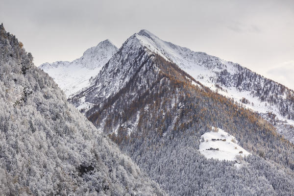 Snow covered woods during autumn, Val tartano, Valtellina, province of Sondrio, Lombardy, Italy