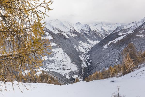 Snow covered woods during autumn, Val tartano, Valtellina, province of Sondrio, Lombardy, Italy